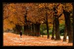 Marchez en Champs-Elysees